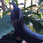 ナスを待つ